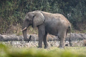 Cụ bà 70 tuổi sống ở Ấn Độ đã bị một con voi hoang dã giết chết, con voi sau đó còn quay lại để phá hoại đám tang của bà.