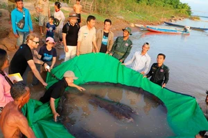 Các nhà khoa học Campuchia và Mỹ cùng với các quan chức Cục Quản lý Thủy sản chuẩn bị thả con cá đuối khổng lồ trở lại sông Mekong.