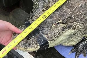 Nhân viên kiểm soát động vật và lực lượng cảnh sát hạt Pierce phát hiện con cá sấu đang sống bên trong một container chở hàng.