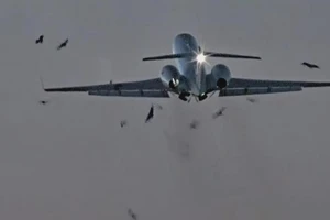 Máy bay chở Tư lệnh Vệ binh Quốc gia Mỹ va phải đàn chim.