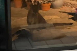 Sư tử núi tấn công chú chó nhà.