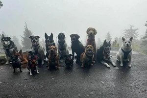 Những hành khách 4 chân quen thuộc của 2 vợ chồng nhà Thompson.