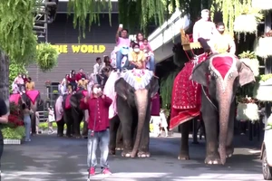 Hơn 70 cặp đôi đã cùng tổ chức lễ cưới tập thể trên lưng voi tại Thái Lan nhân dịp lễ Tình nhân 14-2.