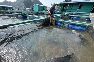 Đàn cá song vang “khủng” trị giá gần chục tỉ ở Cát Bà