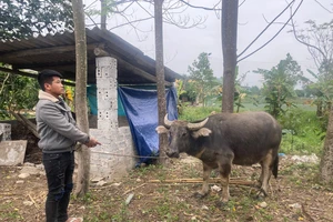 Thanh niên dắt trâu ăn trộm đến cơ quan công an để đầu thú 
