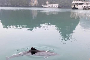 Cá heo xuất hiện ở giữa lòng vịnh Hạ Long