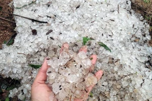 Quảng Ninh: Mưa giông lớn khiến cột điện, cây xanh bị đổ