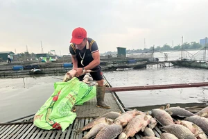 Hàng trăm tấn cá lồng nuôi ở Hải Dương bị chết, người dân thiệt hại lớn