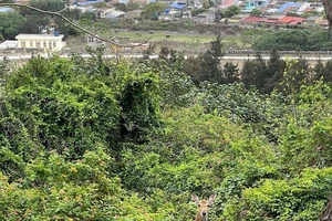 Chú hươu sao xuất hiện trên đảo Bạch Long Vĩ gây sốt mạng xã hội