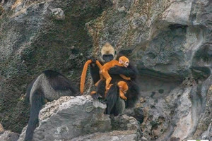 Voọc Cát Bà đang gây sốt mạng xã hội quý hiếm đến mức nào?