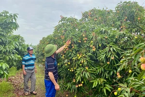 Vải thiều Thanh Hà được giá, mất mùa 