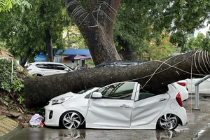 Hải Phòng: Trong cơn mưa lớn, cây xà cừ đổ đè bẹp dí xe ô tô