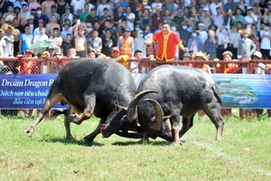 Nhiều hoạt động đặc sắc tại lễ hội chọi trâu truyền thống Đồ Sơn năm 2024