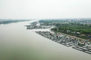 Hải Dương: Lồng nuôi cá phủ kín khúc sông, lái tàu gặp khó khi di chuyển