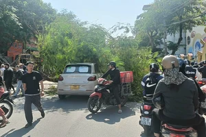Hải Phòng: Cây phượng bật gốc, đè ngang ô tô đi đường