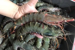 Phần đen trên đầu tôm chứa gạch hay chứa phân? 