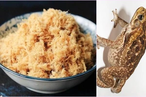 Trẻ suy dinh dưỡng có nên cho ăn thịt cóc? 