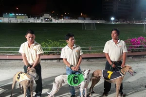 Chó đua, ngựa đua phải thử doping