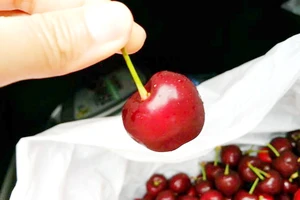 Cherry Úc chính thức được vào Việt Nam