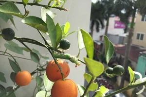 Hãi hùng tắc kiểng Tết sau 9 tháng không rụng