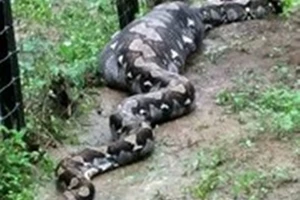 Clip: Con trăn khổng lồ nuốt chửng một lúc 2 chú dê