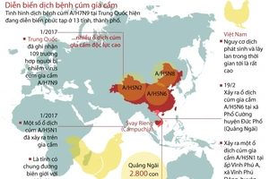Infographic: Dịch cúm gia cầm đang diễn biến phức tạp