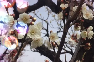 Clip: Đắm say giữa 'thiên đường hoa mơ' ở Nhật Bản