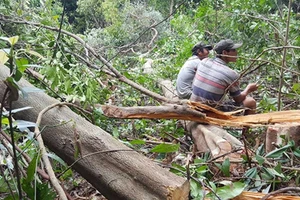 Cận cảnh đốn hạ hàng trăm hecta rừng để… nuôi bò