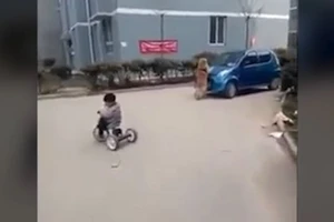 Chú chó lao vào ô tô đang chạy để bảo vệ chủ nhân