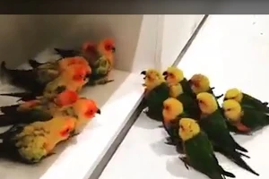 Bầy chim chia phe để... 'cãi nhau'