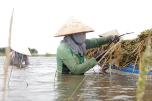 Nông dân Đồng Tháp Mười lội ruộng gặt lúa chạy lũ