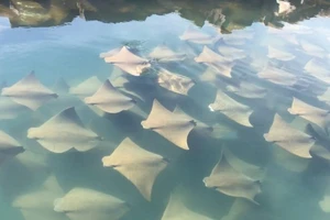 Mãn nhãn với màn 'diễu hành' của hàng trăm con cá đuối