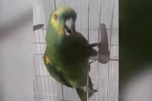 Chú vẹt cover bài hát kinh điển của Rihanna