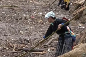 Đổ xô vớt củi trong lòng hồ thủy điện sau lũ quét