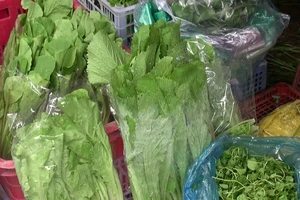 Video: Liệu rau nhà trồng có phải là rau sạch?