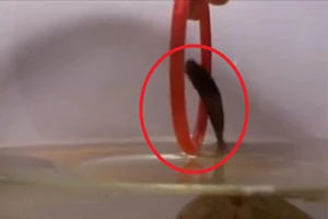 Cá Betta biểu diễn xiếc nhảy qua vòng