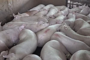 Hàng nghìn con heo nghi bị tiêm thuốc ở TP.HCM