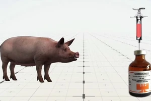 Lỗ hổng ở quy trình kiểm soát khiến heo bị tiêm thuốc