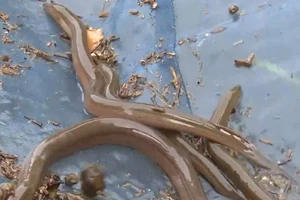 Săn lươn đồng mùa lũ ở miền Tây