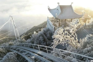 Băng tuyết phủ trắng đỉnh Fansipan và rừng Hoàng Liên