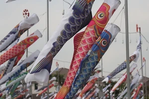 Lạ mắt với cánh đồng cá Koi tại TP.HCM