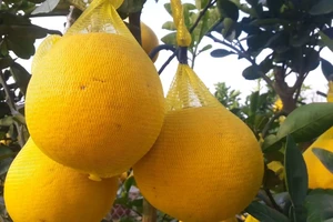 Bưởi chưng Tết giá hàng chục triệu đồng ở TP.HCM