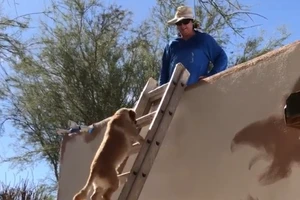 Kỳ lạ: Chó biết leo thang lên mái nhà 