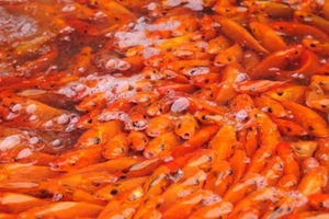 Cá chép đỏ cúng ông Táo tăng giá mạnh