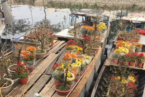 Rộn ràng hoa xuân trên bến Bình Đông