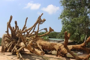 3 cây 'khủng' bị giữ ở Huế giờ ra sao?