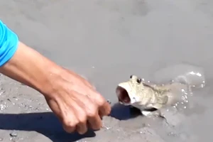 Nuôi cá thòi lòi để... làm kiểng ở Cà Mau