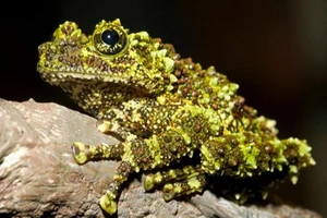 Loài ếch “quái dị” nhất hành tinh xuất hiện ở Việt Nam