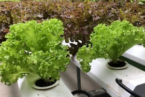 Bàn ăn ngay cạnh vườn rau sạch