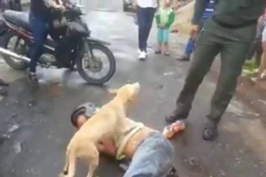 Cảm động chú chó quyết bảo vệ chủ nằm giữa đường